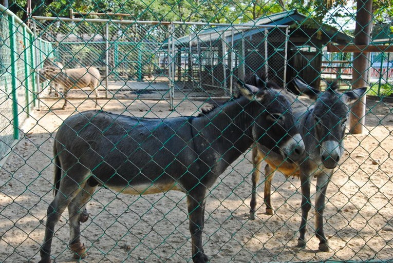 Zatvoren najgori zoološki vrt na svijetu: U kavezima preparirane životinje, magarci glumili zebre