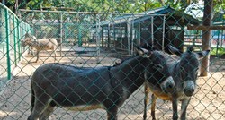 Zatvoren najgori zoološki vrt na svijetu: U kavezima preparirane životinje, magarci glumili zebre