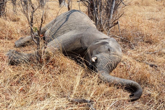 Afrički slonovi ubrzano nestaju: Svake godine ih je 30 tisuća manje