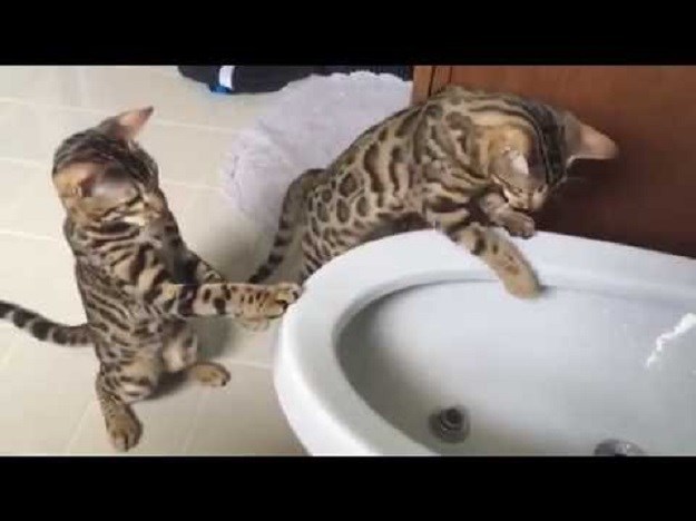 VIDEO Kad bengalske mačke otkriju bide zabava je zajamčena