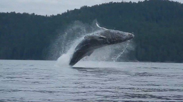 OPASNA AVANTURA Vjerujemo da će ovaj susret s grbavim kitom dugo pamtiti!