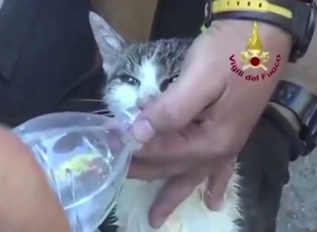 ČUDO U ITALIJI Bez hrane i vode mačka u ruševinama preživjela šest dana