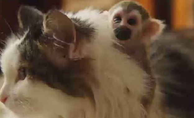 VIDEO Preslatko:  Maca "posvojila" majmunčića kojeg je odbacila majka