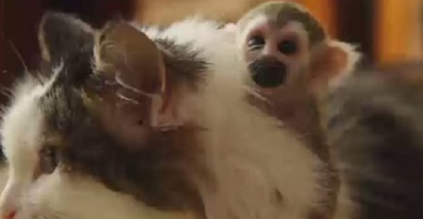 VIDEO Preslatko:  Maca "posvojila" majmunčića kojeg je odbacila majka