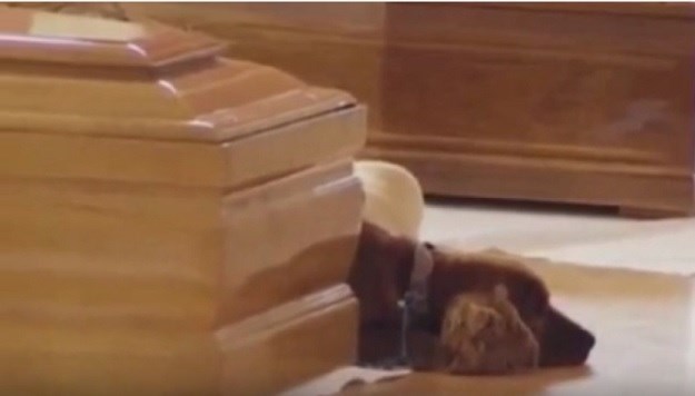 DIRLJIV PRIZOR  Pogledajte kako se pas oprašta od vlasnika stradalog u potresu