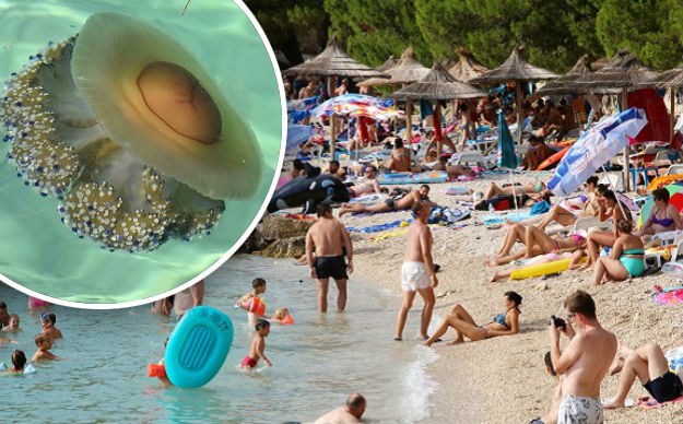 Meduze preplavile plaže kraj Pule i potjerale kupače: Stručnjak za Index otkriva jesu li opasne za ljude