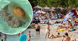 Meduze preplavile plaže kraj Pule i potjerale kupače: Stručnjak za Index otkriva jesu li opasne za ljude