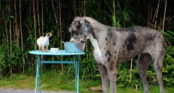 Tko kaže da je veličina važna? Pogledajte susret najmanjeg i najvećeg psa!