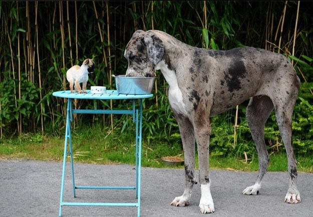 Tko kaže da je veličina važna? Pogledajte susret najmanjeg i najvećeg psa!