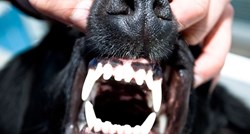 Koja pasmina psa u V. Britaniji najčešće grize ljude? Odgovor će vas iznenaditi!