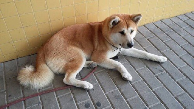 VJERAN PAS Akita Maya već sedmi dan ispred bolnice čeka svoju vlasnicu!
