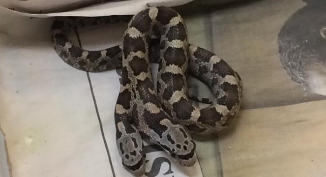 FOTO Ispod kuće pronašla dvoglavu zmiju