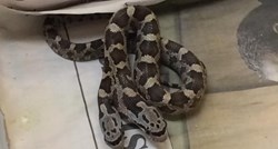 FOTO Ispod kuće pronašla dvoglavu zmiju