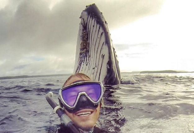 Australac plivao s kitovima i snimio najluđi selfie ikad