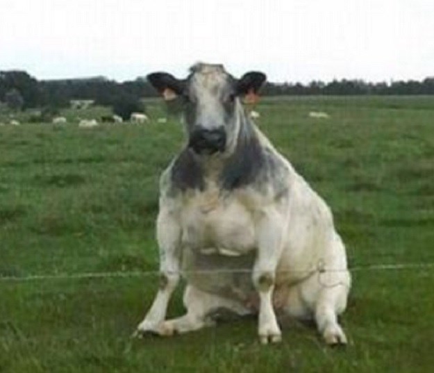 FOTO Da nisu pojele krivu travu? Ove krave vole sjediti poput pasa!