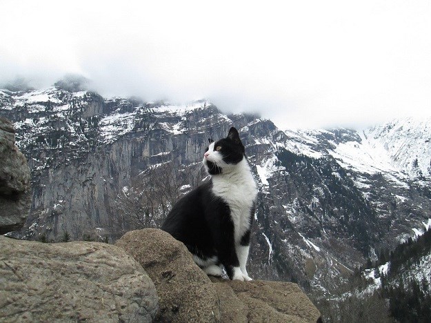 POGLEDAJTE Mačka spasila ozlijeđenog turista koji se izgubio u planinama