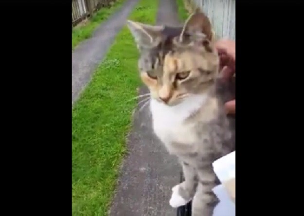 VIDEO  Pogledajte kako maca svaki dan dočekuje poštara
