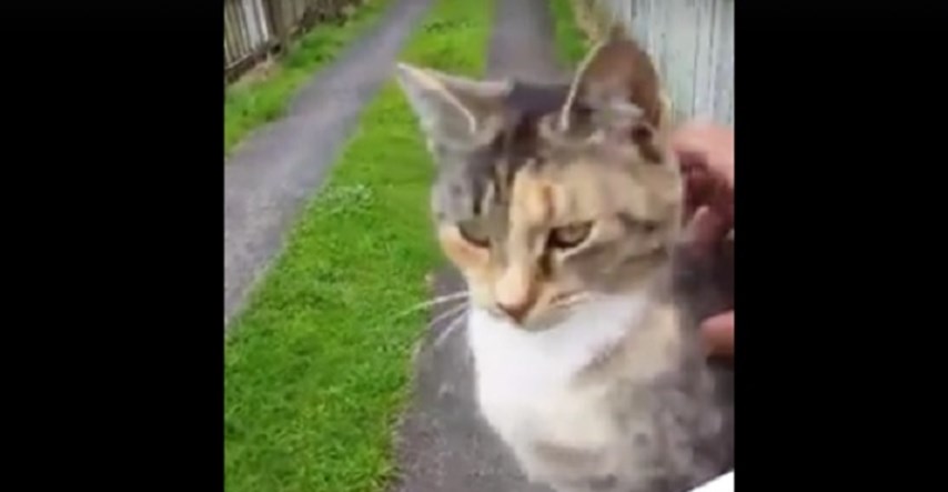 VIDEO  Pogledajte kako maca svaki dan dočekuje poštara
