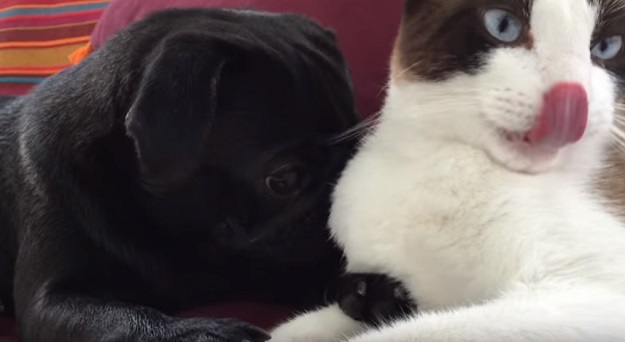 VIDEO Presladak par: Mopsić ne može zaspati bez mačjih pusa!