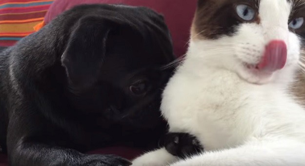 VIDEO Presladak par: Mopsić ne može zaspati bez mačjih pusa!