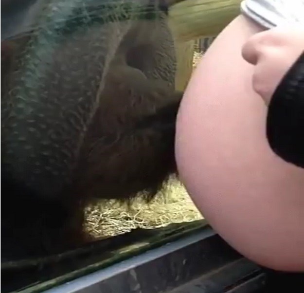 Ta divna stvorenja: Pogledajte što je orangutan u zoo vrtu napravio trudnici