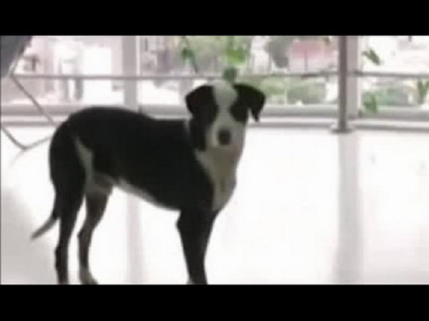 VIDEO Vjeran pas ne želi napustiti bolnicu u kojoj je preminuo njegov vlasnik