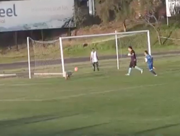 VIDEO Da je Dinamo imao ovakvog golmana ne bi primio 5 komada!