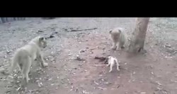 POGLEDAJTE Pas protiv tri lava: Tko je ovdje divlja zvijer?