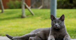 Ruska plava mačka: Otkrivamo zašto je riječ o idealnom kućnom ljubimcu!