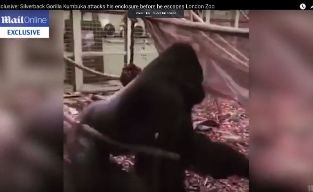 VIDEO Gorila razbila staklo staništa i pobjegla iz londonskog ZOO-a