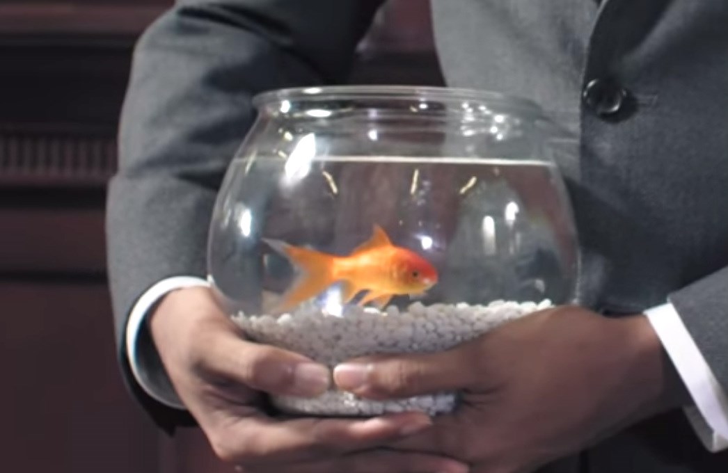 "Školstvo nas uči da ribe smatramo glupima jer se ne znaju popeti na drvo!"