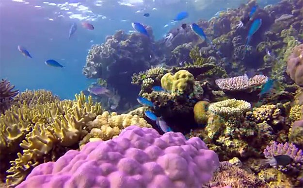 Veliki koraljni greben proglašen mrtvim, objavljena je i osmrtnica