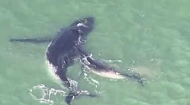 DIRLJIV PRIZOR Pogledajte kako mladunče kita spašava nasukanu majku