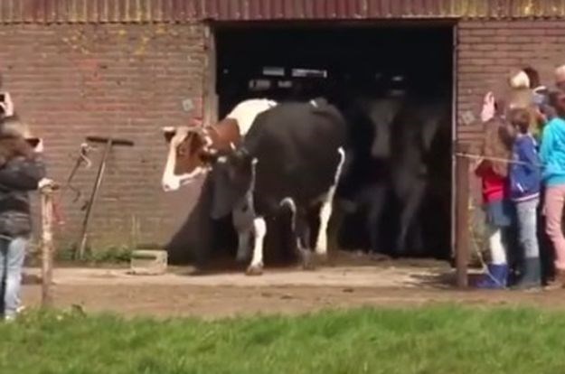 VIDEO Ove krave šest mjeseci nisu izašle na travu. Pogledajte što se dogodilo kad su ih pustili
