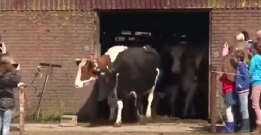VIDEO Ove krave šest mjeseci nisu izašle na travu. Pogledajte što se dogodilo kad su ih pustili