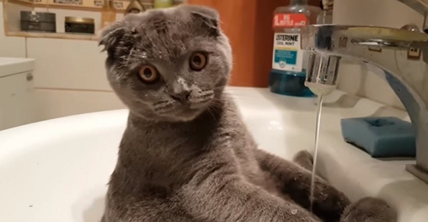 A kažu da mačke ne vole vodu: Pogledajte kako ova slatkica uživa u umivaoniku