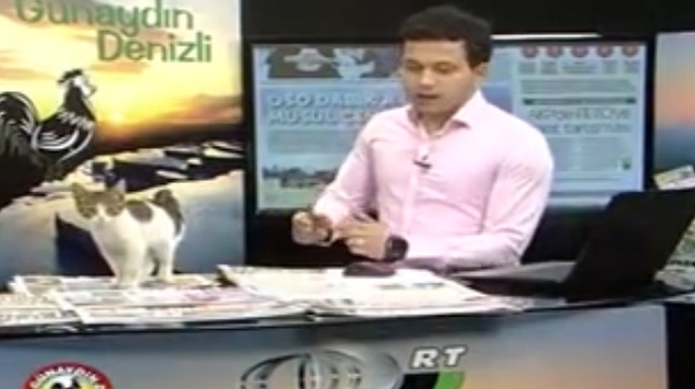 VIDEO Maca lutalica ušetala u prijenos uživo i postala TV zvijezda!