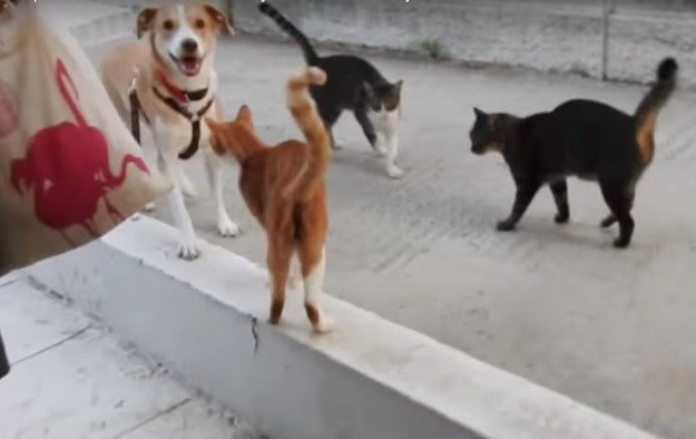 VIDEO Spašeni pas svaki dan vlasnicima pomaže hraniti 30-ak uličnih mačaka