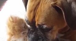 VIDEO Preslatke mace ne mogu prestati ljubiti svoju pseću mamu!