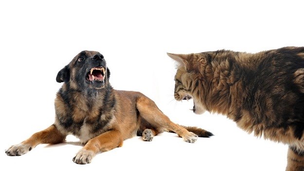 Kako sprijateljiti psa i mačku?