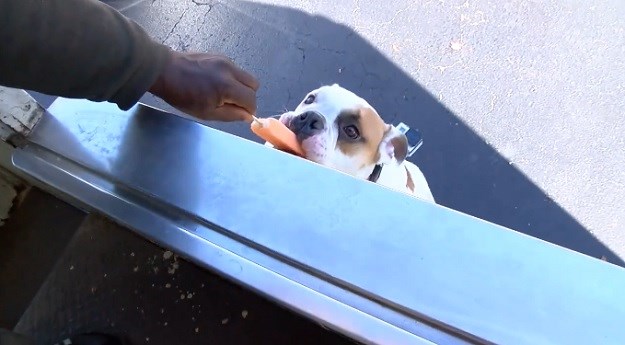 NAJSLAĐA MUŠTERIJA Pogledajte kako se pas veseli kamionu sa sladoledom