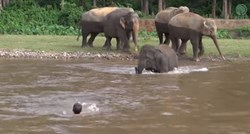 VIDEO Slonica juri u rijeku kako bi čovjeka spasila od "utapanja"