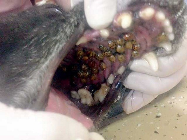 JEZIVO OTKRIĆE Veterinarka objavila fotografiju iz ordinacije  i šokirala vlasnike pasa