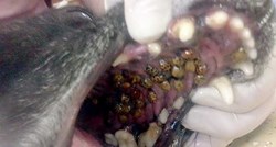 JEZIVO OTKRIĆE Veterinarka objavila fotografiju iz ordinacije  i šokirala vlasnike pasa
