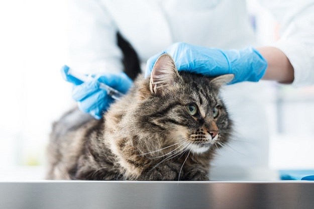 ŠOKANTNO OTKRIĆE U mački pronašli super bakteriju koja može ozbiljno ugroziti zdravlje ljudi!