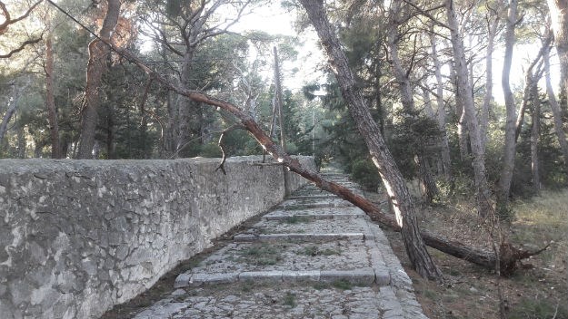 FOTO Na Marjanu zatrpani intervencijama, stablo od petka leži na niskonaponskom vodu