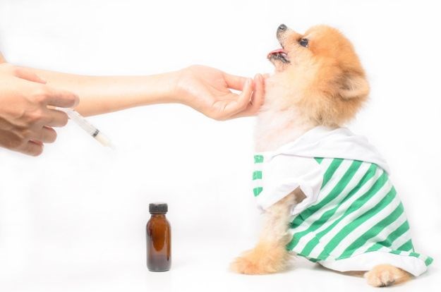Kako lako i pravilno dati lijek psu?