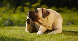Saznajte koje su najčešće alergije kod pasa i kako im možete pomoći