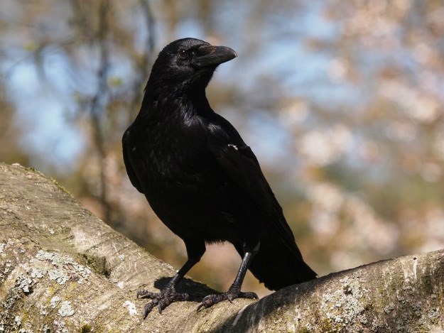 Građanima prekipjelo: Varaždin počinje uklanjati vrane iz krošnji stabala