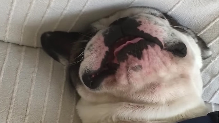 VIDEO Ovi psi su stvarno glasni spavači